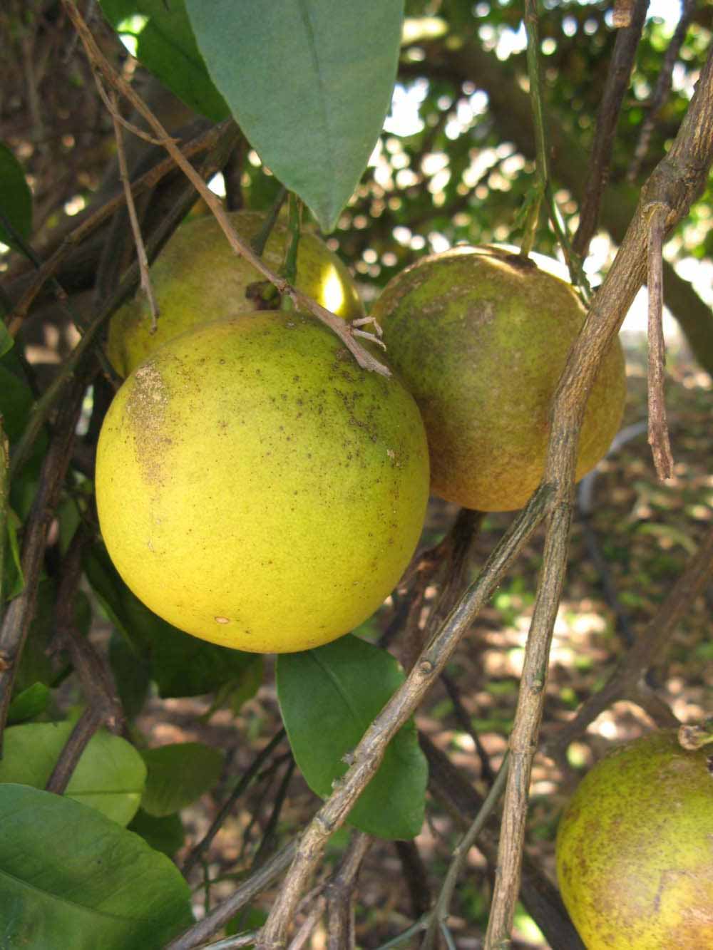            Fruit (Winter Haven, FL)   